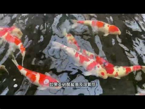 招財錦鯉|「深度解析」錦鯉魚養幾條最招財？根據錦鯉不同條數。